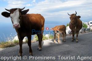Nature Park Biokovo Tour 